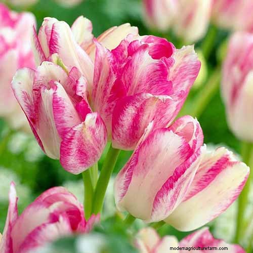 Multi-Bloom Tulips: 17 Varieties for a Burst of Color