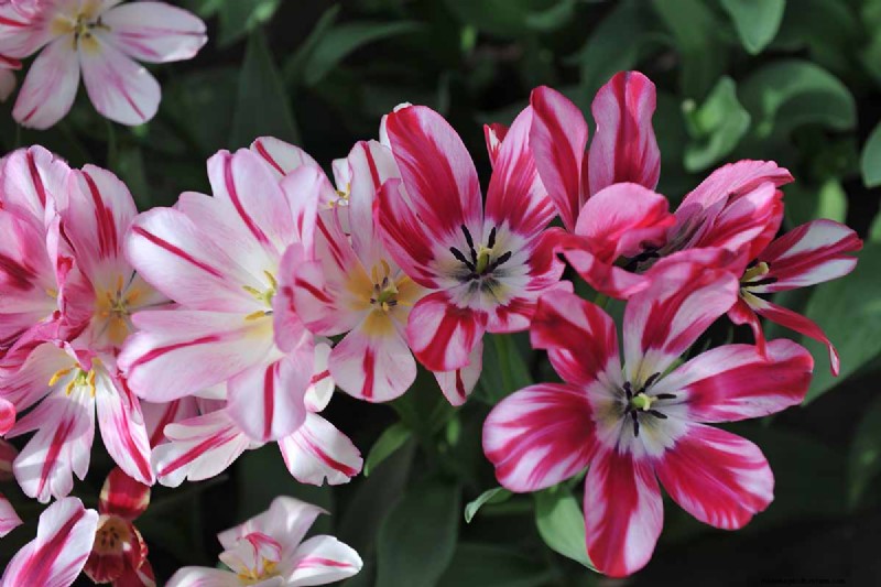 Multi-Bloom Tulips: 17 Varieties for a Burst of Color