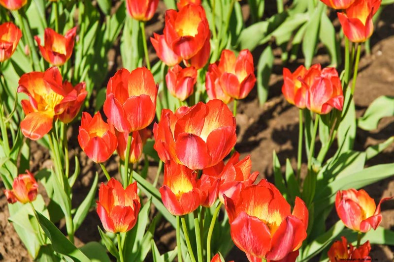 Multi-Bloom Tulips: 17 Varieties for a Burst of Color