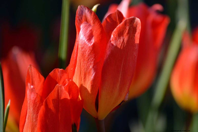Multi-Bloom Tulips: 17 Varieties for a Burst of Color