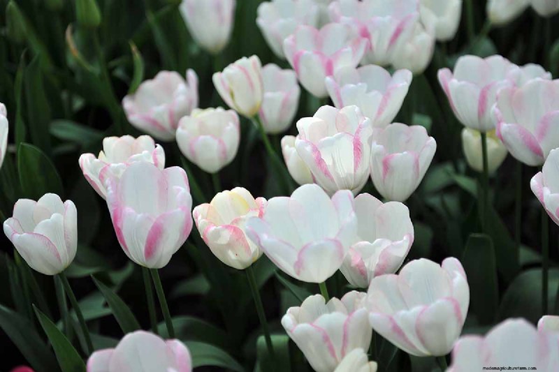 Multi-Bloom Tulips: 17 Varieties for a Burst of Color