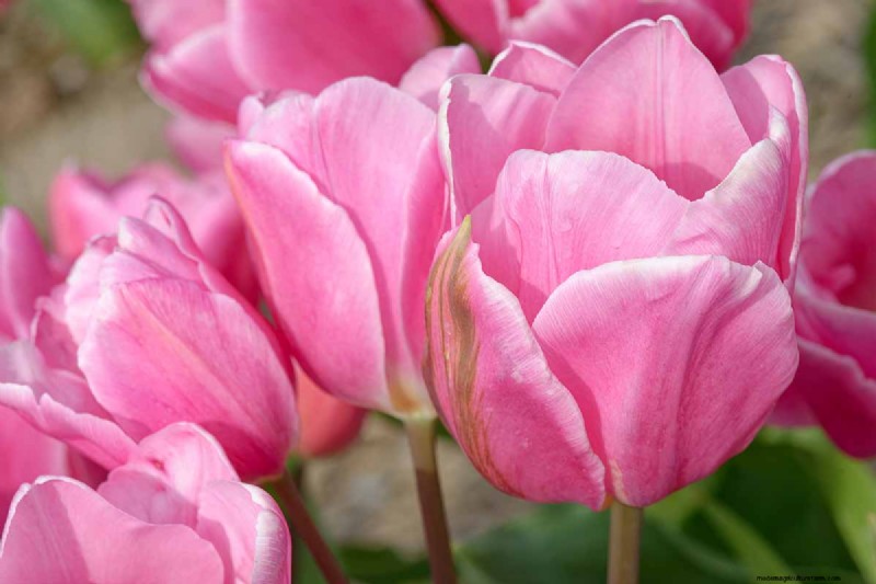 Multi-Bloom Tulips: 17 Varieties for a Burst of Color