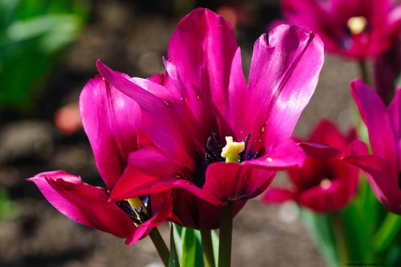 Multi-Bloom Tulips: 17 Varieties for a Burst of Color