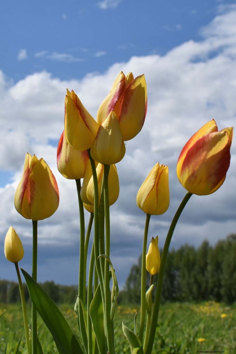 Multi-Bloom Tulips: 17 Varieties for a Burst of Color