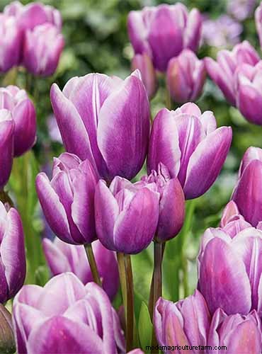 Multi-Bloom Tulips: 17 Varieties for a Burst of Color