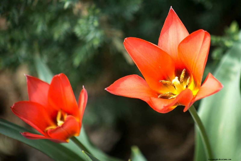 Multi-Bloom Tulips: 17 Varieties for a Burst of Color
