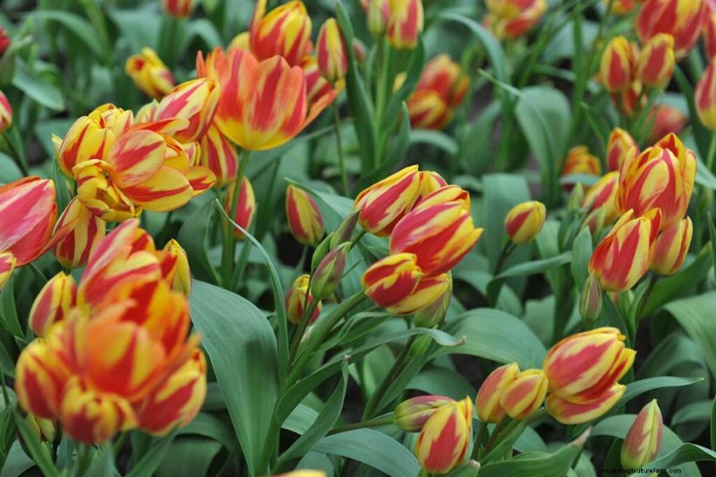 Multi-Bloom Tulips: 17 Varieties for a Burst of Color