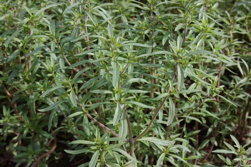 Summer Savory: Planting, Growing & Uses | [Your Brand Name]