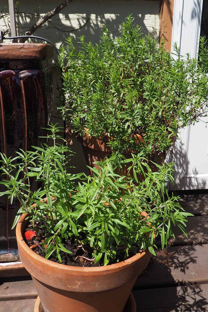 Summer Savory: Planting, Growing & Uses | [Your Brand Name]