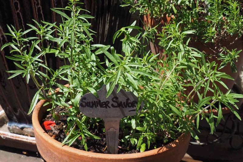 Summer Savory: Planting, Growing & Uses | [Your Brand Name]