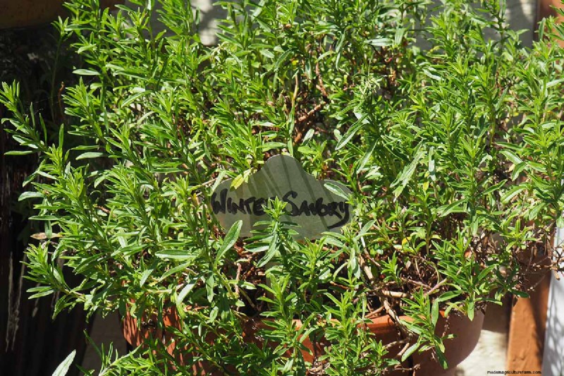 Summer Savory: Planting, Growing & Uses | [Your Brand Name]
