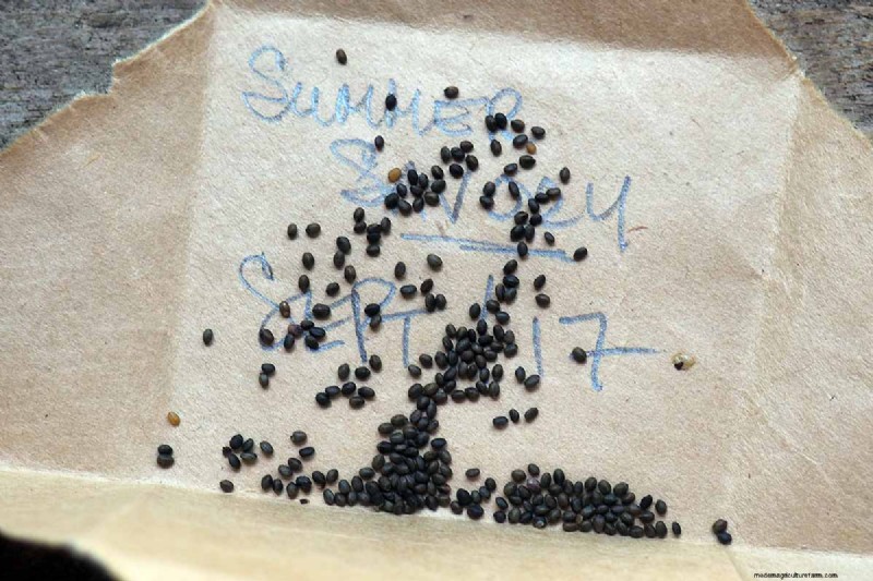 Summer Savory: Planting, Growing & Uses | [Your Brand Name]