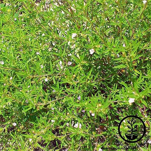 Summer Savory: Planting, Growing & Uses | [Your Brand Name]