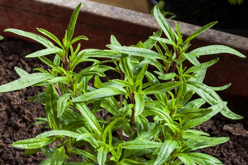 Summer Savory: Planting, Growing & Uses | [Your Brand Name]