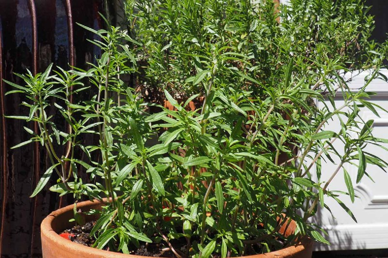 Summer Savory: Planting, Growing & Uses | [Your Brand Name]