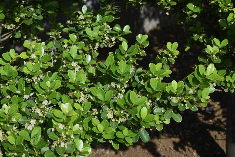 Japanese Holly Varieties: 21 Best Choices for Your Garden