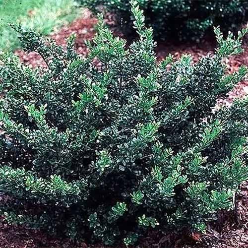 Japanese Holly Varieties: 21 Best Choices for Your Garden