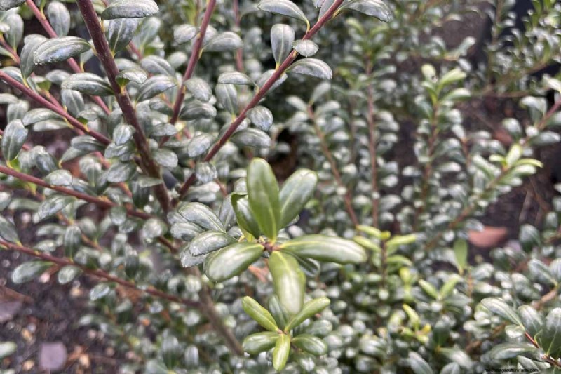 Japanese Holly Varieties: 21 Best Choices for Your Garden