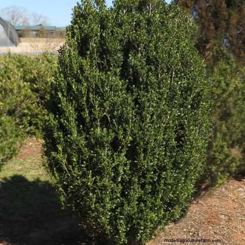Japanese Holly Varieties: 21 Best Choices for Your Garden