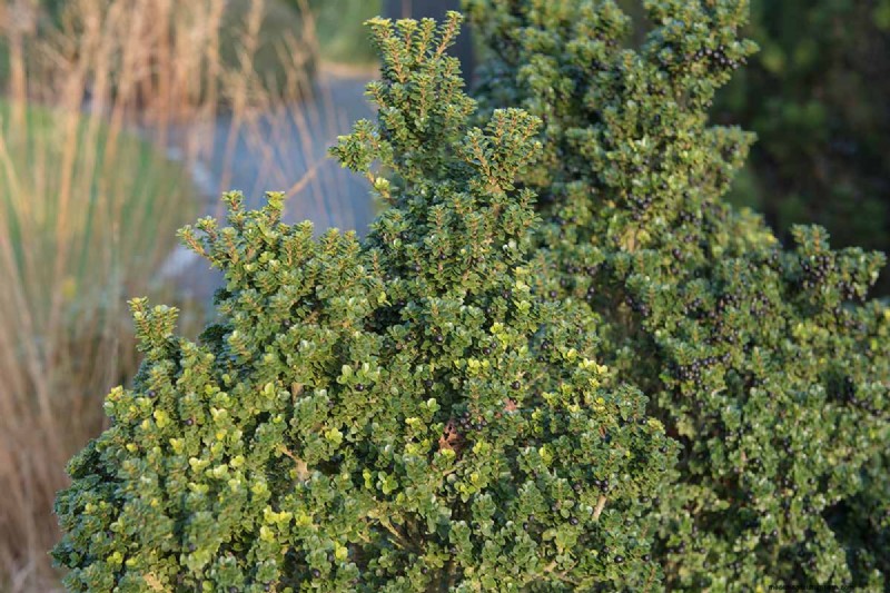 Japanese Holly Varieties: 21 Best Choices for Your Garden