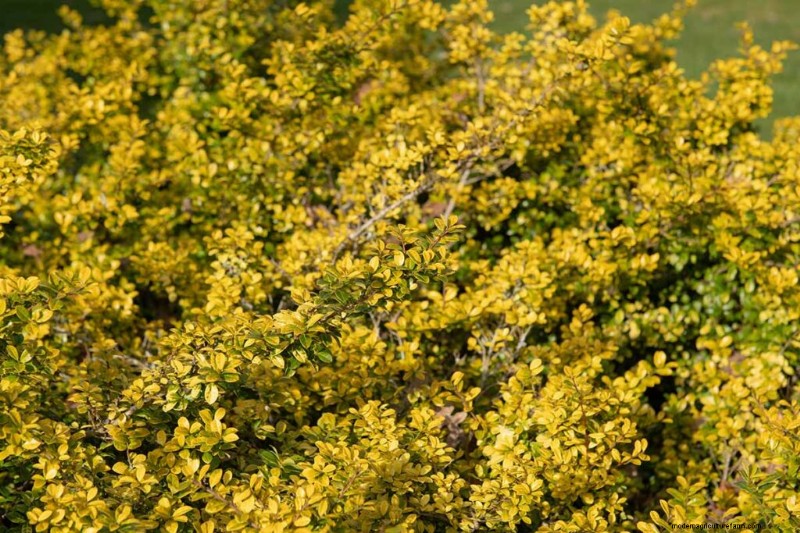 Japanese Holly Varieties: 21 Best Choices for Your Garden