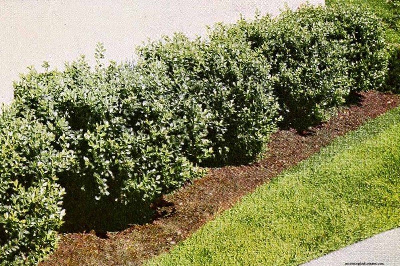 Japanese Holly Varieties: 21 Best Choices for Your Garden