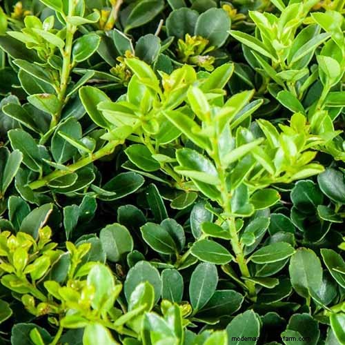 Japanese Holly Varieties: 21 Best Choices for Your Garden
