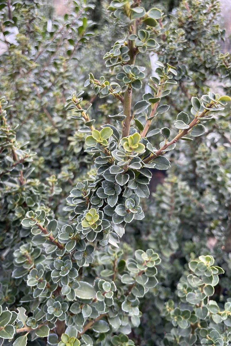 Japanese Holly Varieties: 21 Best Choices for Your Garden