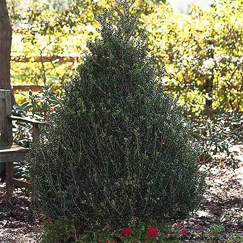Japanese Holly Varieties: 21 Best Choices for Your Garden