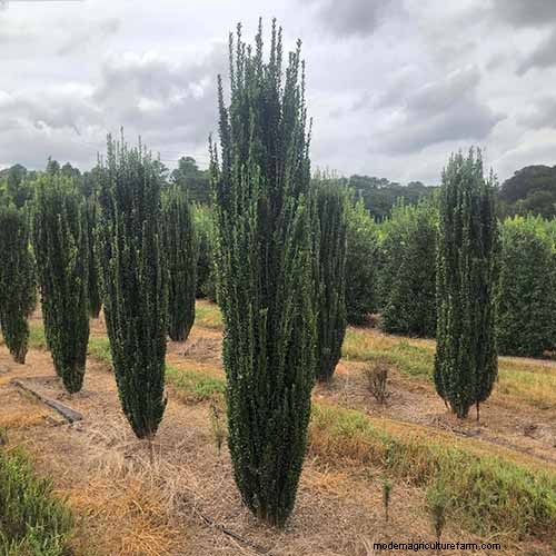 Japanese Holly Varieties: 21 Best Choices for Your Garden