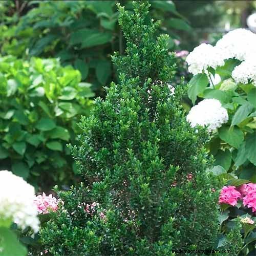 Japanese Holly Varieties: 21 Best Choices for Your Garden