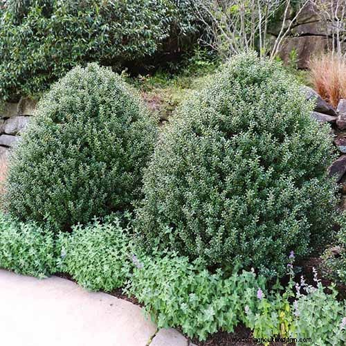 Japanese Holly Varieties: 21 Best Choices for Your Garden