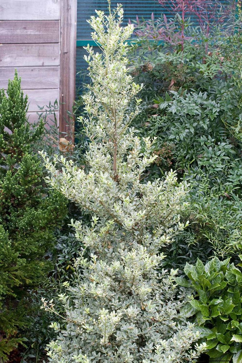 Japanese Holly Varieties: 21 Best Choices for Your Garden