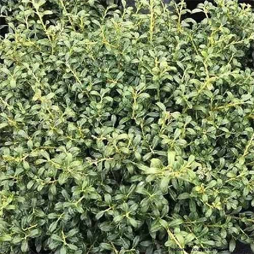 Japanese Holly Varieties: 21 Best Choices for Your Garden