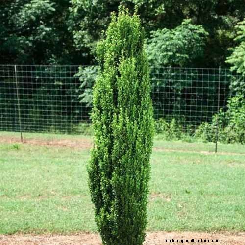 Japanese Holly Varieties: 21 Best Choices for Your Garden