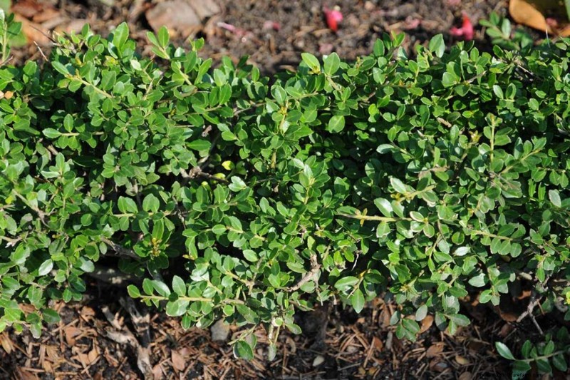 Japanese Holly Varieties: 21 Best Choices for Your Garden