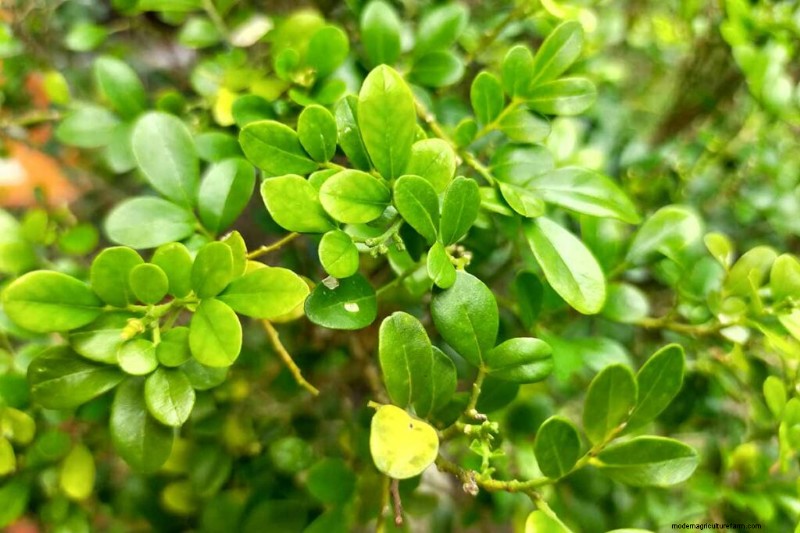 Japanese Holly Varieties: 21 Best Choices for Your Garden