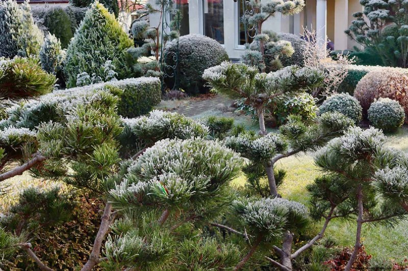 Protecting Evergreen Shrubs from Winter Damage: A Comprehensive Guide