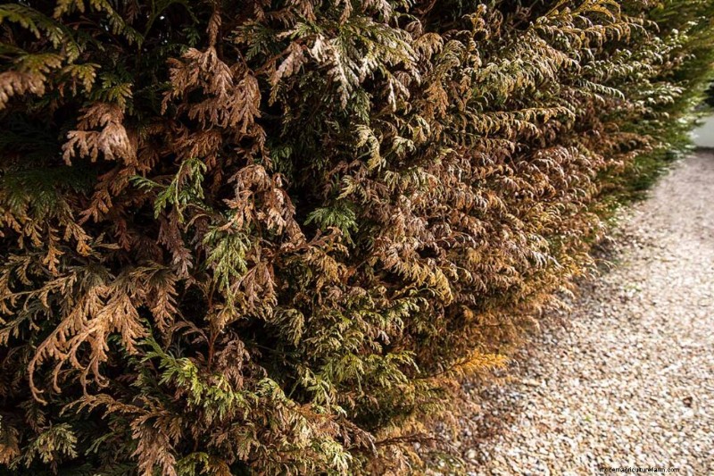 Protecting Evergreen Shrubs from Winter Damage: A Comprehensive Guide