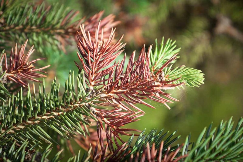 Protecting Evergreen Shrubs from Winter Damage: A Comprehensive Guide