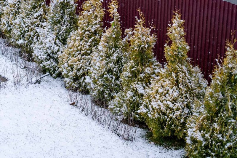 Protecting Evergreen Shrubs from Winter Damage: A Comprehensive Guide