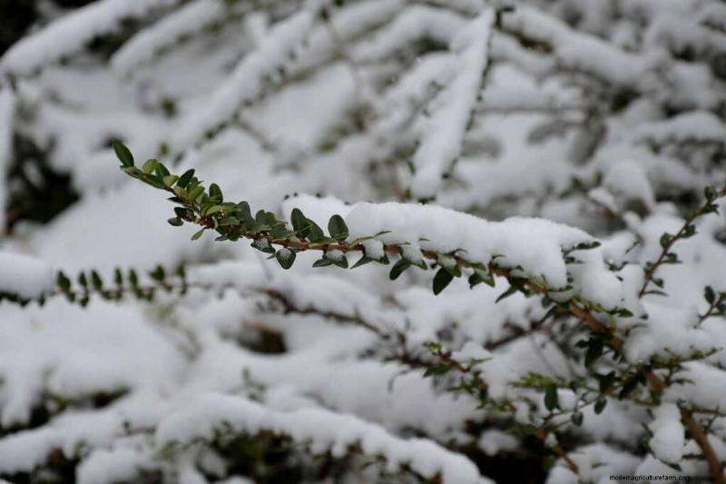 Protecting Evergreen Shrubs from Winter Damage: A Comprehensive Guide