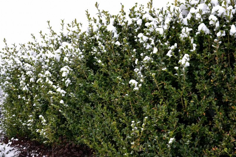 Protecting Evergreen Shrubs from Winter Damage: A Comprehensive Guide