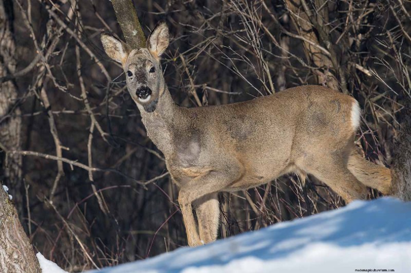 Protecting Evergreen Shrubs from Winter Damage: A Comprehensive Guide