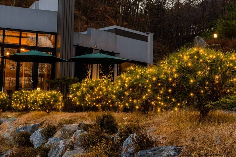 Protecting Evergreen Shrubs from Winter Damage: A Comprehensive Guide