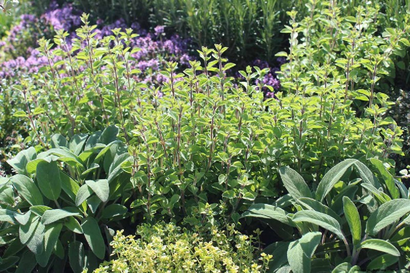 Spring Herb Garden Care: Tips for a Bountiful Harvest