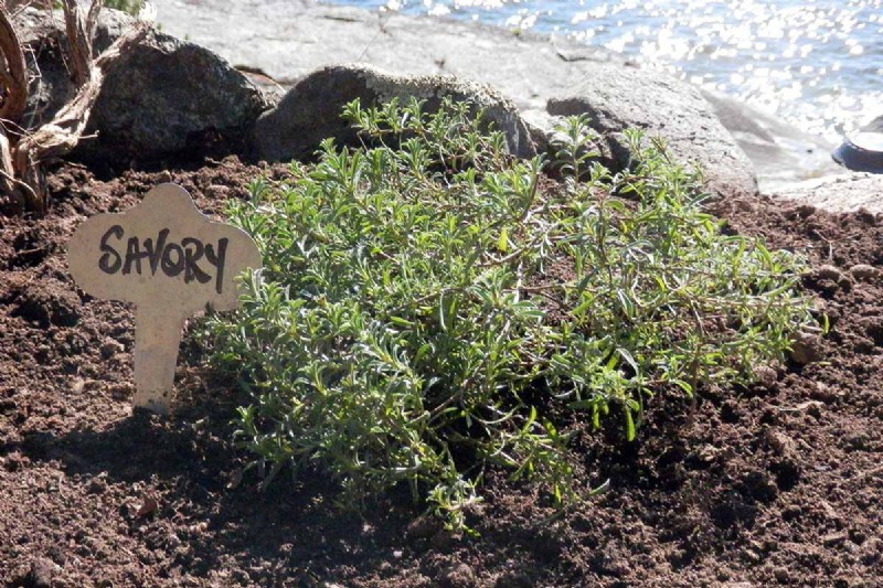 Spring Herb Garden Care: Tips for a Bountiful Harvest