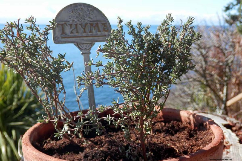 Spring Herb Garden Care: Tips for a Bountiful Harvest
