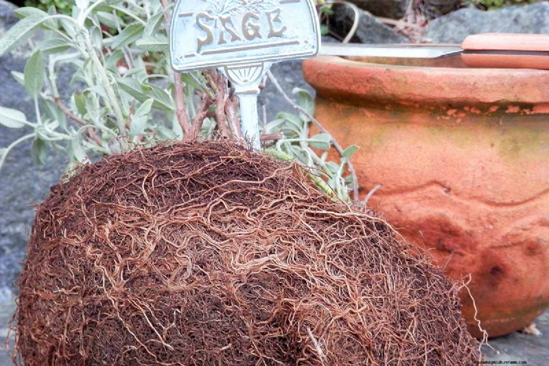 Spring Herb Garden Care: Tips for a Bountiful Harvest