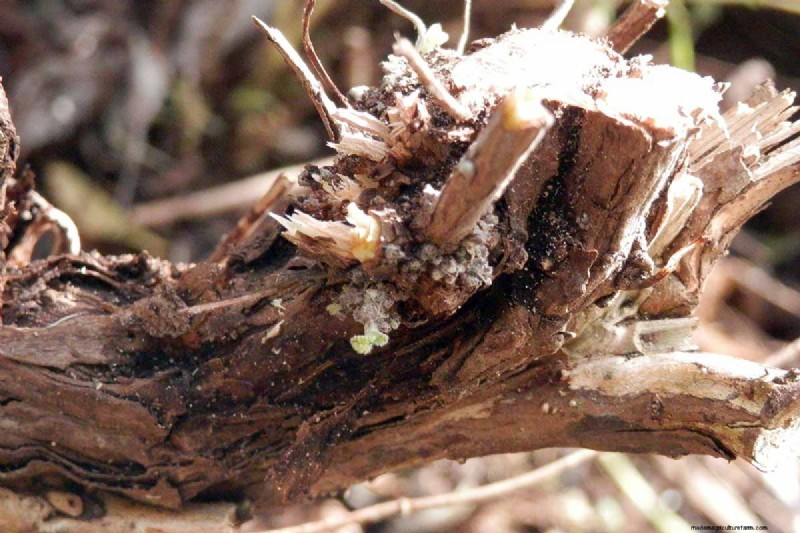 Spring Herb Garden Care: Tips for a Bountiful Harvest